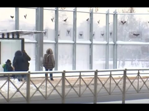 Почти по Хичкоку: на дорожном экране в Петербурге появились аппликации птиц