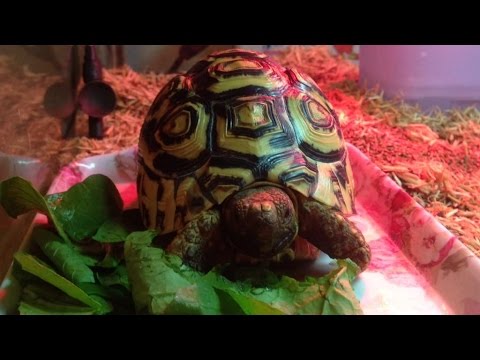 リクガメの食事 タイムラプス  tortoises  time-lapse