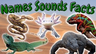 Learn the most fascinating and exotic animals \ Lizard, Snake, Chameleon, Axolotl and Komodo Dragon!