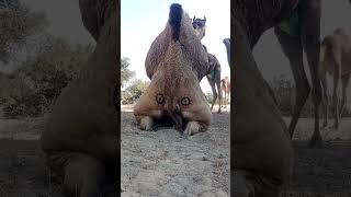 Unt Kaise Untni Ko Karta Hai Short Kaise Untni Ko Karta Hai