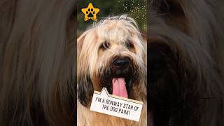 Guess Who Is Runway Star of The Dog Park?! #dogbreed #briard #shortsvideo