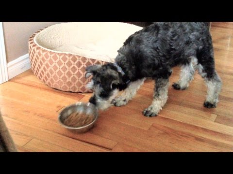 Video: Kā atbrīvoties no blusām un ērcēm mājā