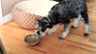 Do Other Dogs Do This With Their Food Bowls? by ChumpieTheDog 60,986 views 7 years ago 32 seconds