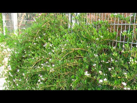 اسرع نبات متسلق سريع النمو وتتحمل الحرارة مزهرة طول السنه   الياسمين الزفر