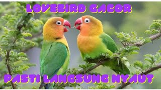 KICAU LOVEBIRD GACOR