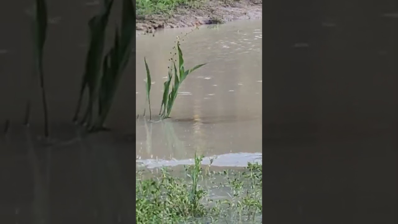 Great Blue Heron flying away  