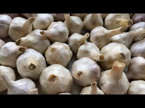 Processing and storing garlic