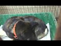 ツバキのお産　見守り隊　LIVE