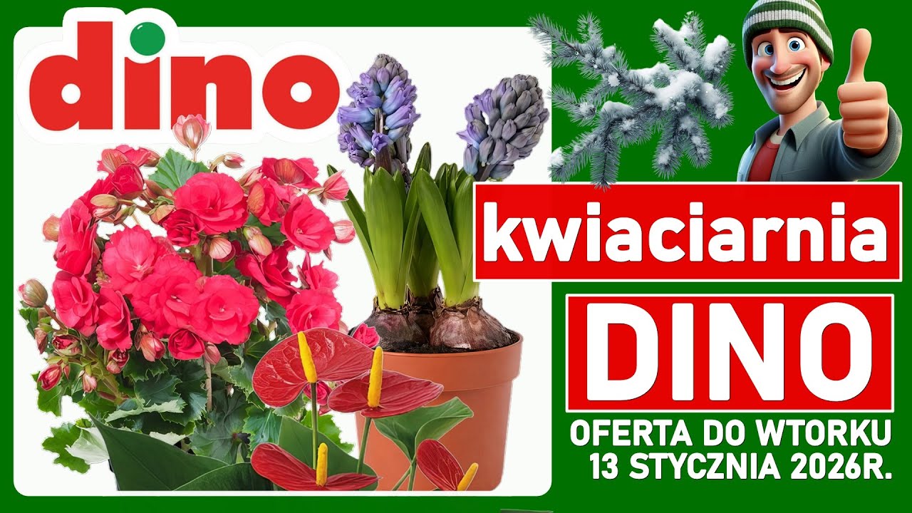 DINO MARKET | Nowa Oferta do Wtorku 13.01.2026 | Tanie Kwiaty w Dino