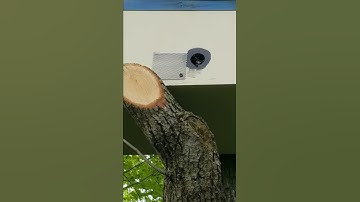 Scout bees inspecting swarm trap. 5/23/17