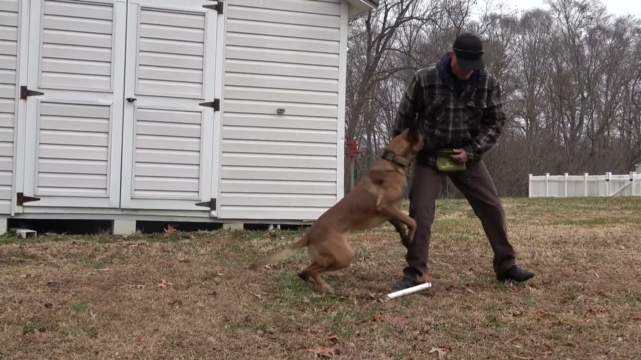 Larry's Dumbbell Principles | IGP Malinois