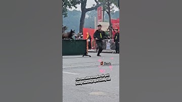 Cảnh khuyển Việt Nam trình diễn ngay phố #respect  #canhsatcodong #cscđ #dog #short