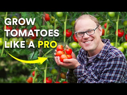 Video: Rapsodie pomidorų auginimas: rapsodinių pomidorų augalų sodinimas ir kultivavimas