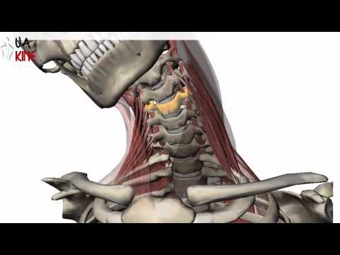 Vídeo: C4 Vértebras Cervicales Fotos, Diagrama Y Diagrama - Mapas Corporales