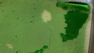 Bubble Raft Movement of Dislocations