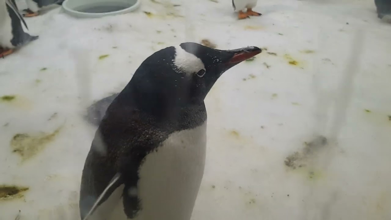 Tučniak obrovský ∆ 3d-trail.com/