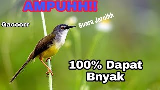 Suara Pikat Burung Ciblek Tebu Cici meong !!!AMPUH JAMIN