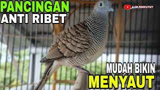 PERKUTUT LOKAL GACOR PANCINGAN PALING AMPUH BIKIN CEPAT NYAUT KONTAN 
