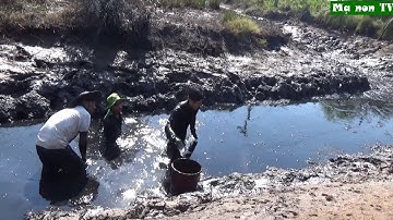 Đầm mình dưới sình mò cá trê cả ký lô ở Miền Tây