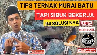 Sibuk Bekerja Ingin Ternak Murai Batu Tips Sukses Ternak Murai Batu Tapi Sibuk Bekerja muraibatu