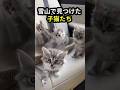吹雪の山で凍えていた子猫5匹…あと数時間遅ければ全員死んでいた。 #shorts