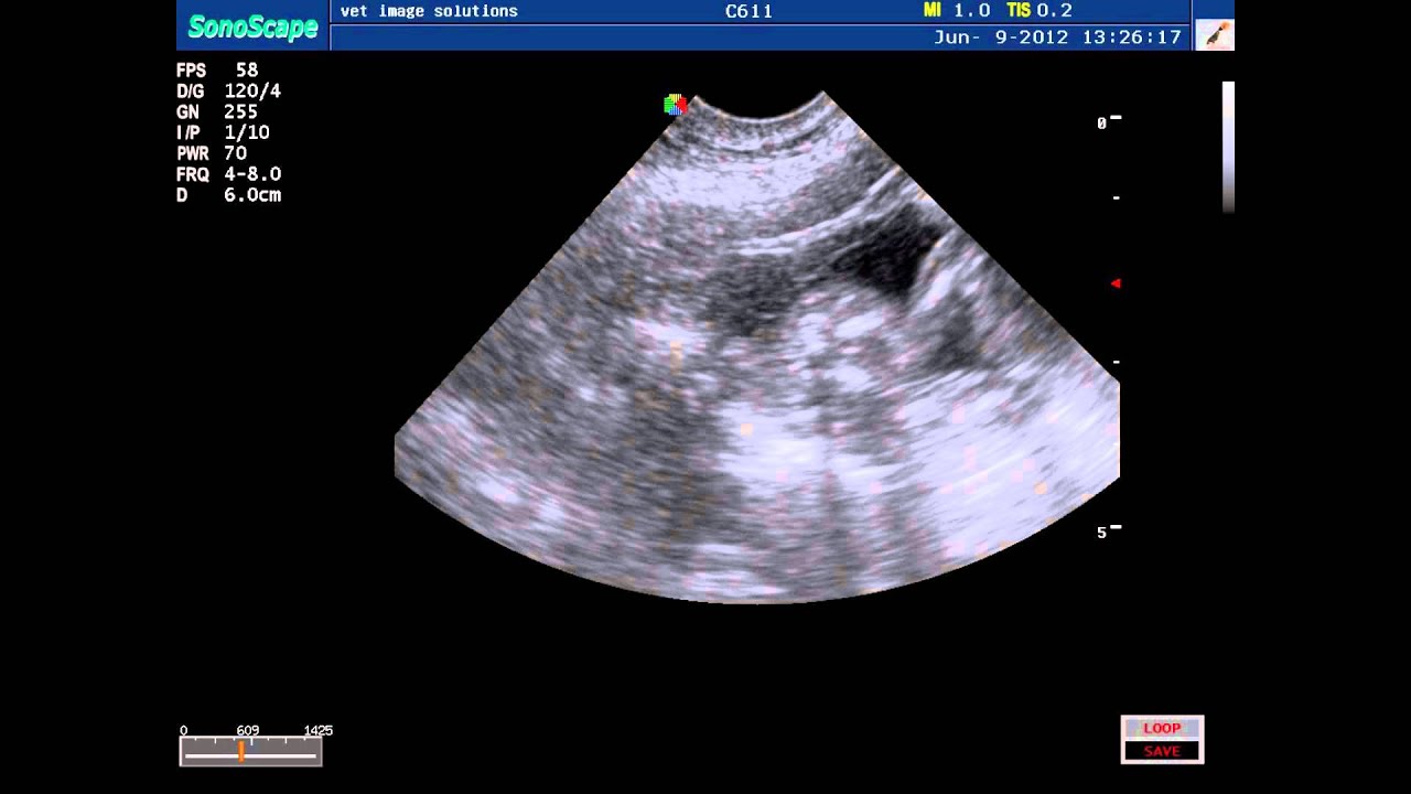 Dog Pregnancy Ultrasound Scan Mabel YouTube Dog Pregnancy Ultrasound Scan Mabel YouTube