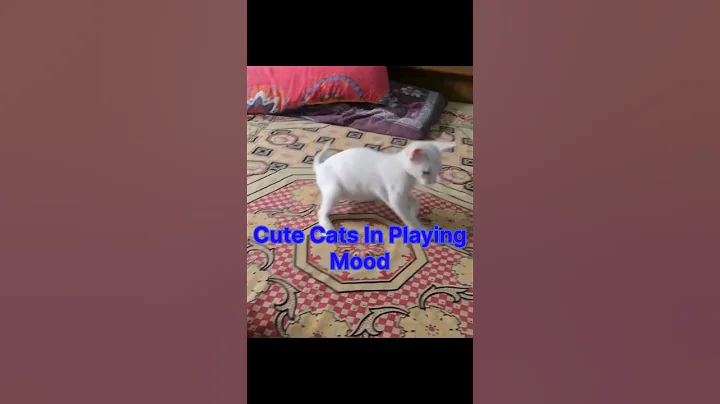 Video 10344781: cat cute baby animals, cats baby funny animal