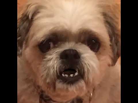 Delilah Dog Update Relaxing Sunday