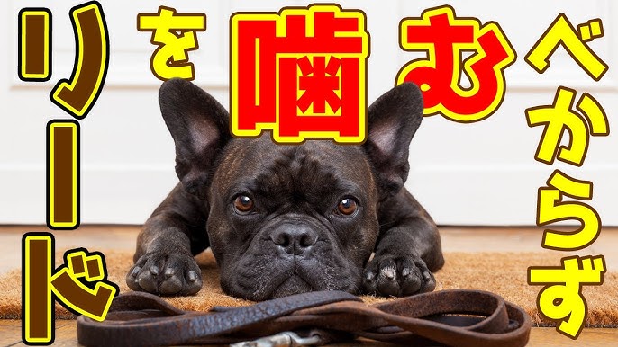 犬 散歩 散歩中足を噛むじゃれつく 犬のしつけ 横浜 By遠藤エマ Youtube 犬 散歩 散歩中足を噛むじゃれつく 犬のしつけ 横浜 By遠藤エマ Youtube