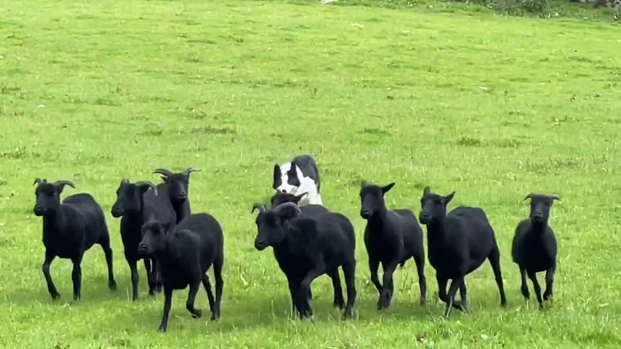 Lot 15 - Mwnt Clint - 3.7.24 - Farmers Marts Dolgellau Online Sheepdog Auction