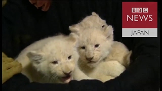 赤ちゃんホワイトライオンをお披露目　独動物園で