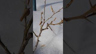 Snowmageddon zone 7 citrus in late winter #nj  #garden #polarvortex #zone7citrus #coldhardycitrus