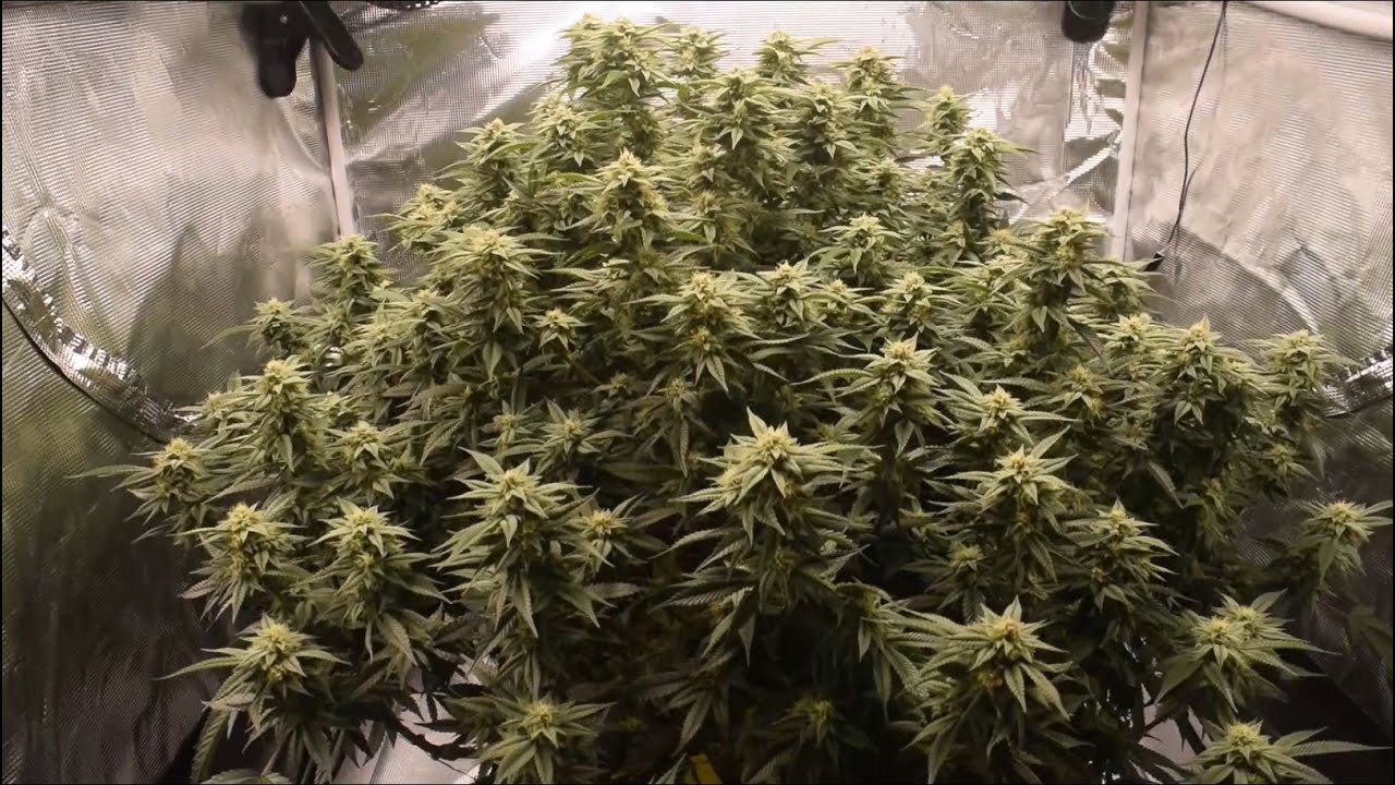 Week 5 Flower, Mars Hydro TS3000, Milk n Cookies Giant Plant Grow, 3x3 Tent