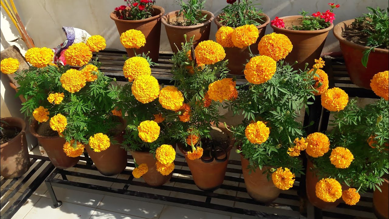 How to Grow and Care Marigold Plant || गेंदे की देखभाल 