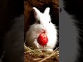 Strawberry season