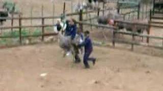 claire ostrich riding
