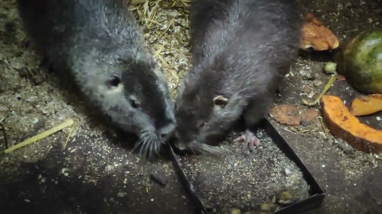 Нутрії: утримання при -21 град.