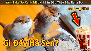 Rái cá Yang Lake Sợ Xanh Mặt Bỏ Chạy trong lần đầu thấy bắp rang bơ || Review Giải Trí Đời Sống