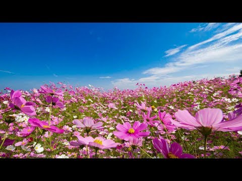 粋なうわさ／ぶん・いとう（o: ヒデとロザンナ）