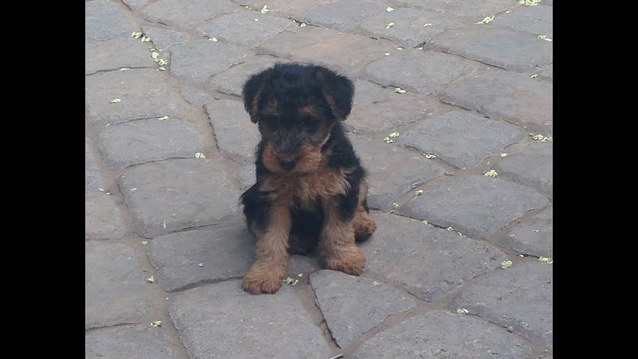 welsh terrier puppy