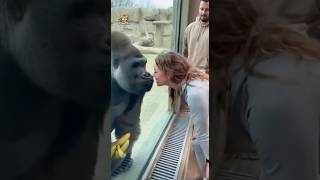 Zoo Gorilla Claimed My Girlfriend And Threatened To Fight Me