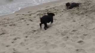 Sura su primer dia de playa. En Platja la Rubina