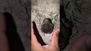 Catching funny frog by hand boing boing | frogs funny to laugh | Funny Frog mix catching