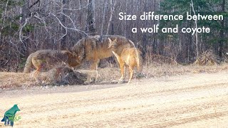 Size difference between a wolf and coyote
