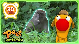 Aventures sauvages dans la jungle ! 🐵🌴_30min | Dessins animés pour enfants | Peet, le détective d...