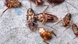 Green Pest Control Program | Ashburn, VA - PMSI