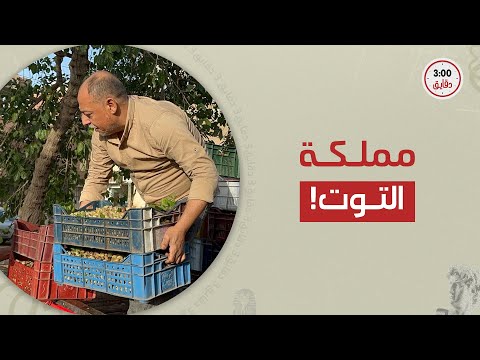 البيع بالمزاد مش بالكيلو وكل مواطن له شجرة حكاية قرية صرد إمبراطورية التوت في مصر