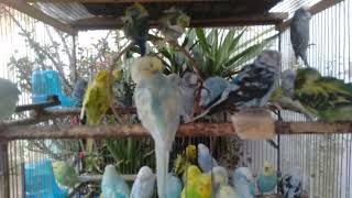 Soft Bird Sounds + Cozy Vibes 💤🐤 #cozy #asmr #relaxing #birdsounds #sleep #calm #nature #peace #bu screenshot 3