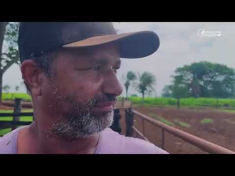 Seca mata animais e reduz produção de leite em Mato Grosso | Patrulheiro Agro ep. 114 | Canal Rural