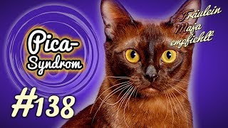 PICA SYNDROM | wenn Katzen ALLES FRESSEN | Fräulein Maja empfiehlt Teil 138 screenshot 5